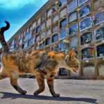 El cementerio del Poblenou de Barcelona fue el primer cementerio civil de la ciudad, cuando se prohibieron los cementerios parroquiales