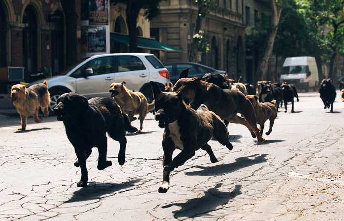 White God (Feher isten, Kornel Mundruczo, 2014) perros corriendo