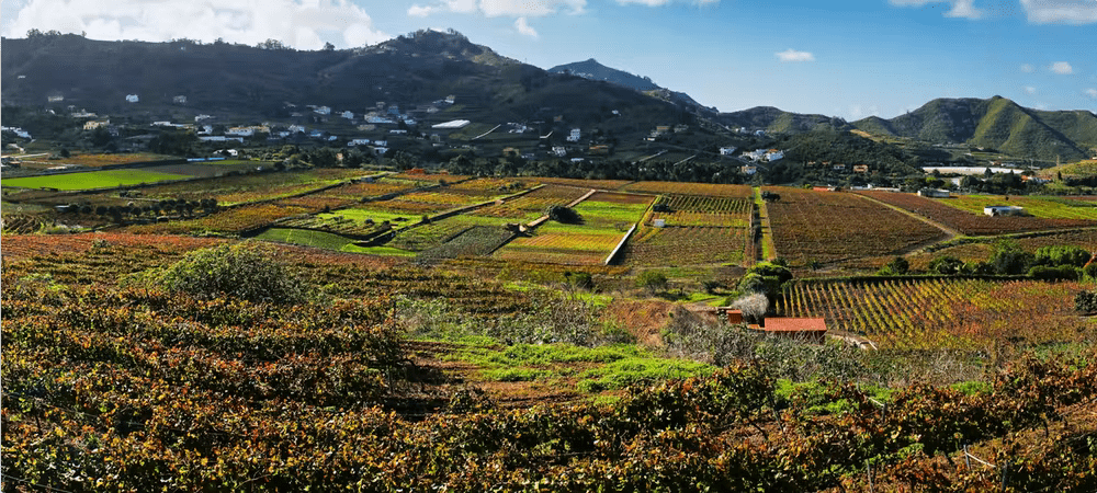  Parcelas de cultivos en La Laguna, Tenerife. Ricardo Díaz Díaz, Author provided 