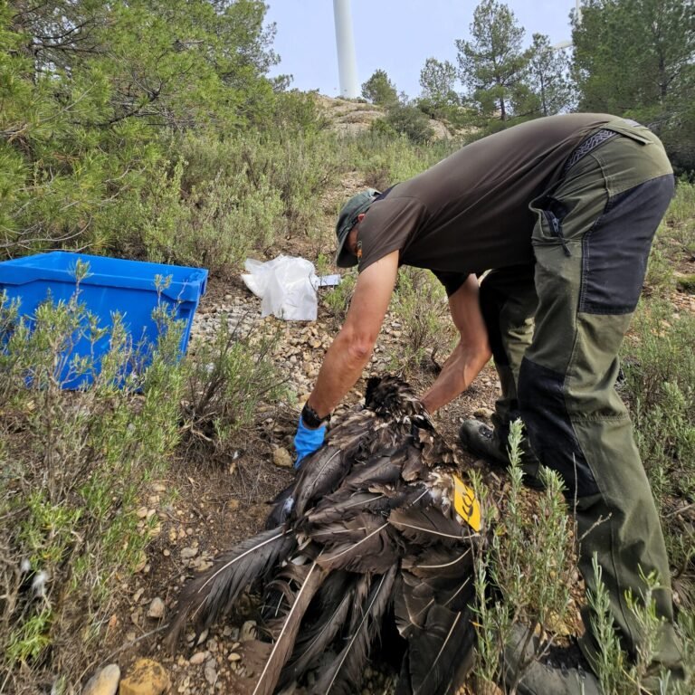 quebrantahuesos