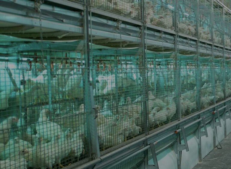 Aves de corral: Máquinas pandémicas
