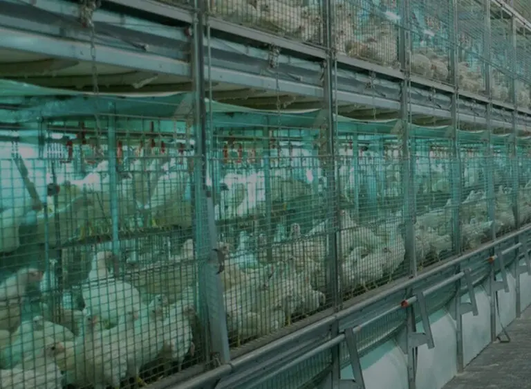 Aves de corral: Máquinas pandémicas