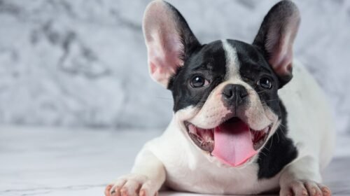 Bulldog Francés