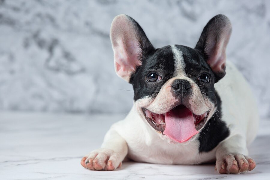 Bulldog Francés