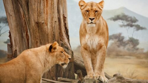leones salvajes