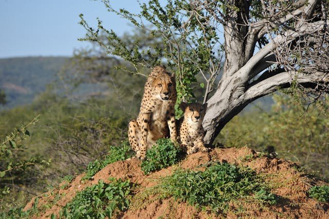Safari en Tanzania