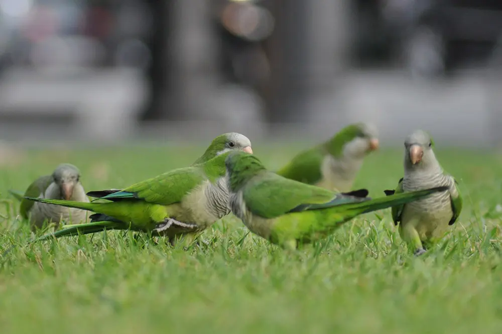 animales exóticos Barcelona