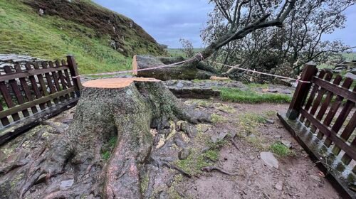Árbol de Robin Hood
