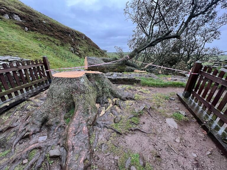 Árbol de Robin Hood