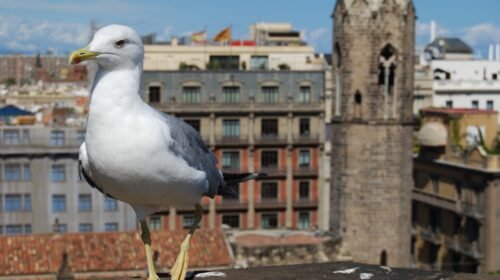 gaviota barcelona