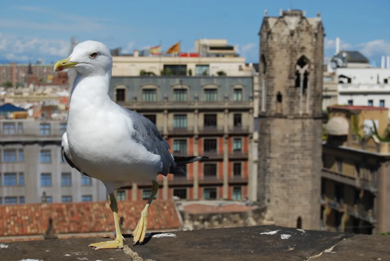 gaviota barcelona