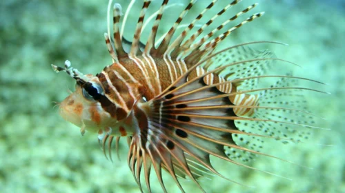 especies marinas invasoras