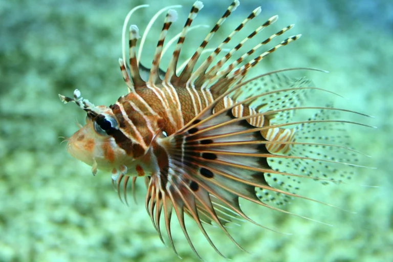 especies marinas invasoras