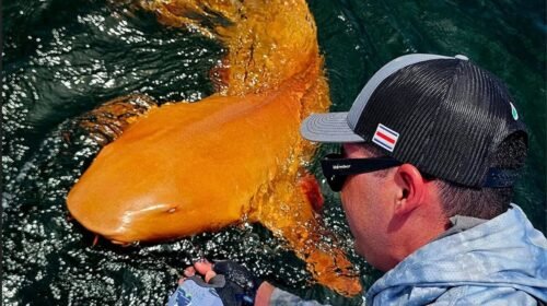 tiburón naranja