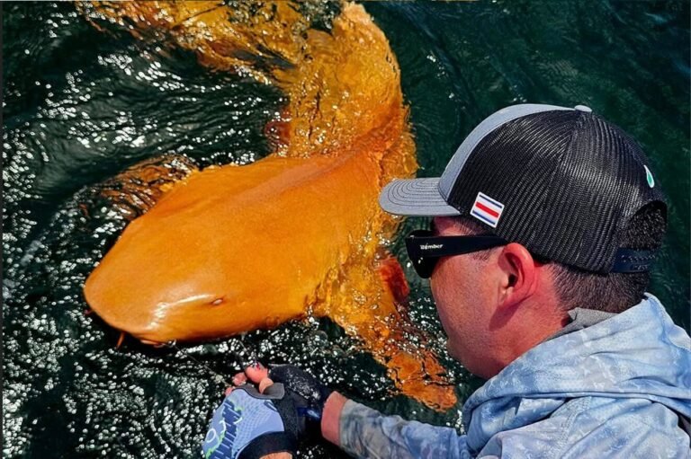 tiburón naranja