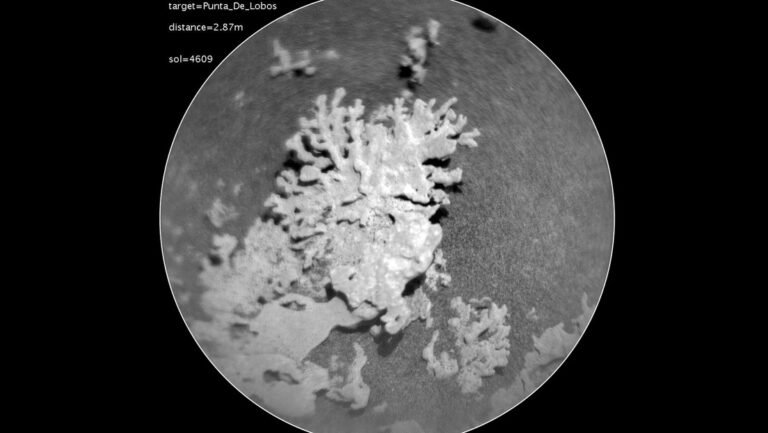 coral piedra marte
