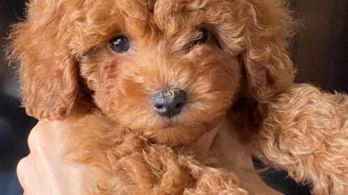 Caniche Toy del Nilo