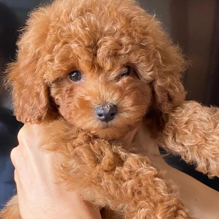 Caniche Toy del Nilo