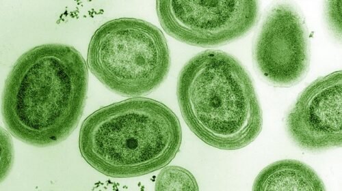 cianobacteria