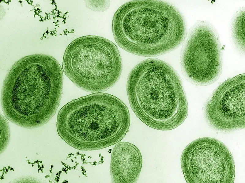 cianobacteria