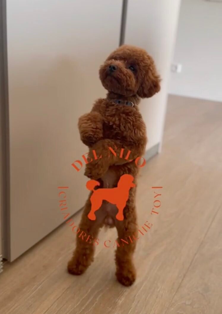 ESTAFAS VENTA CANICHE