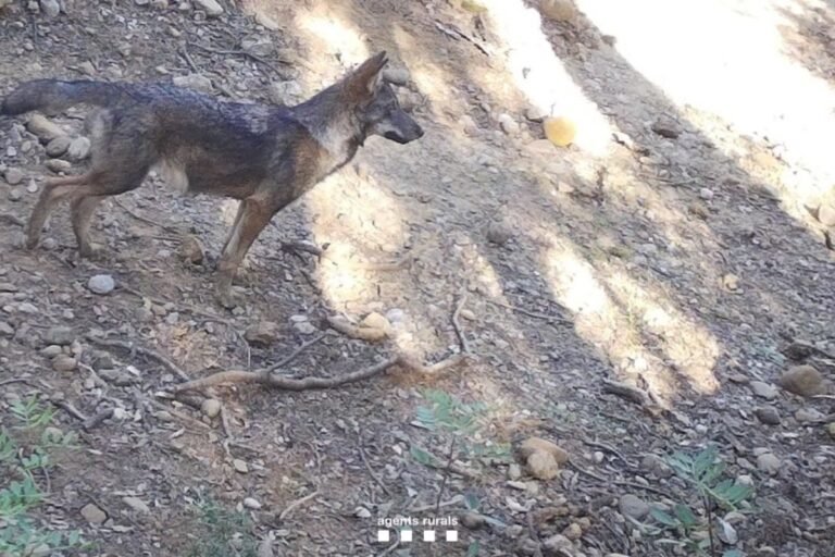 lobos catalunya