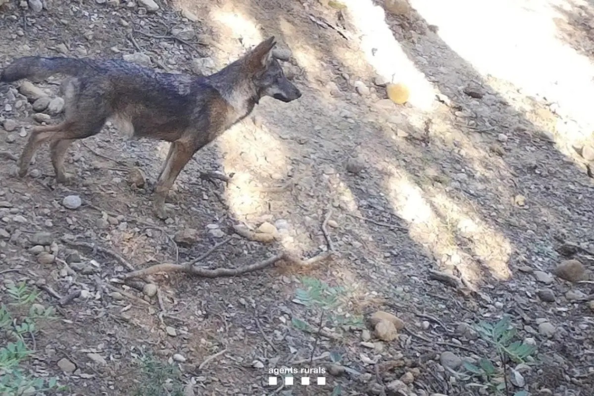 lobos catalunya
