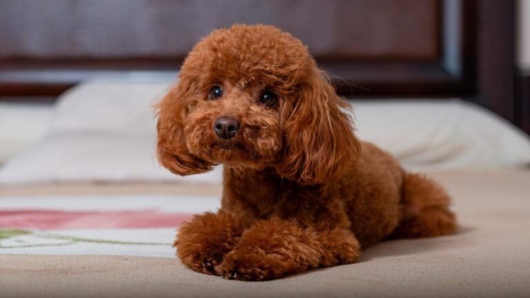 Caniche Toy del Nilo