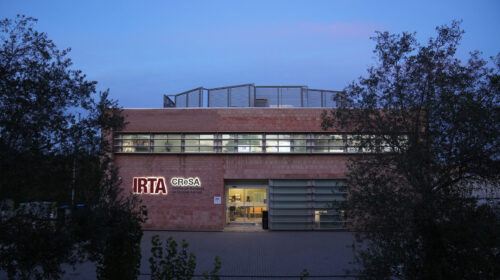 peste porcina africana