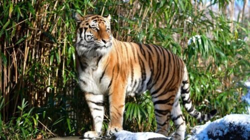 tigres zoo barcelona