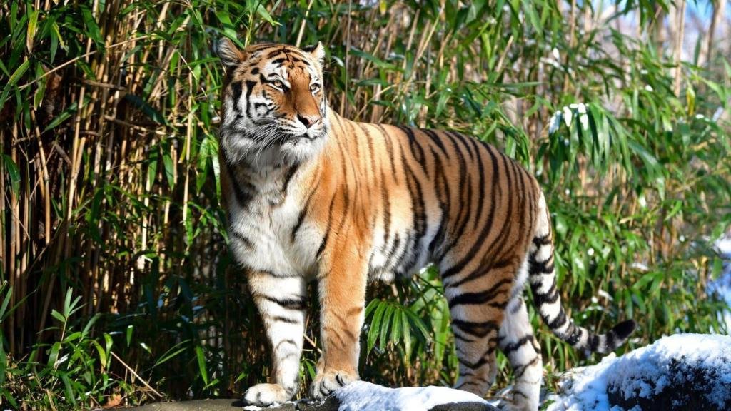 tigres zoo barcelona