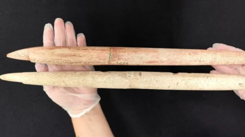 caza de grandes ballenas