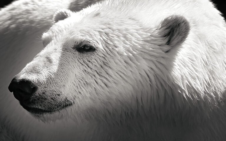 extinción oso polar