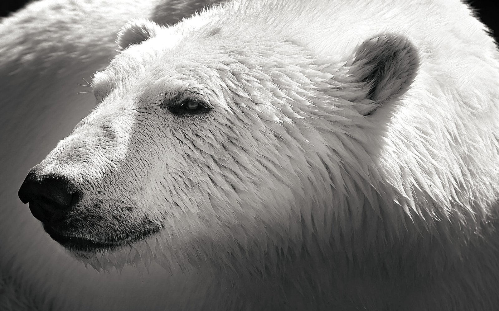 extinción oso polar