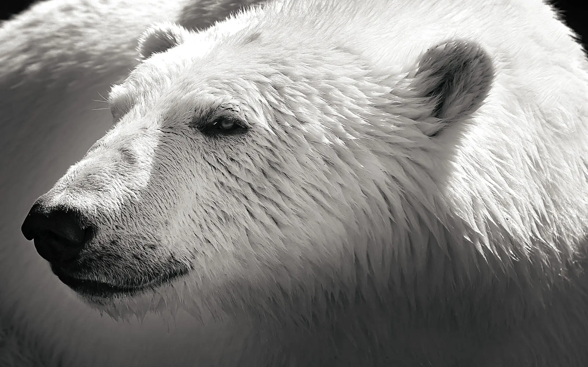 extinción oso polar