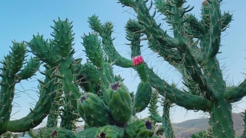 evolución de los cactus cuestiona teoría de Darwin