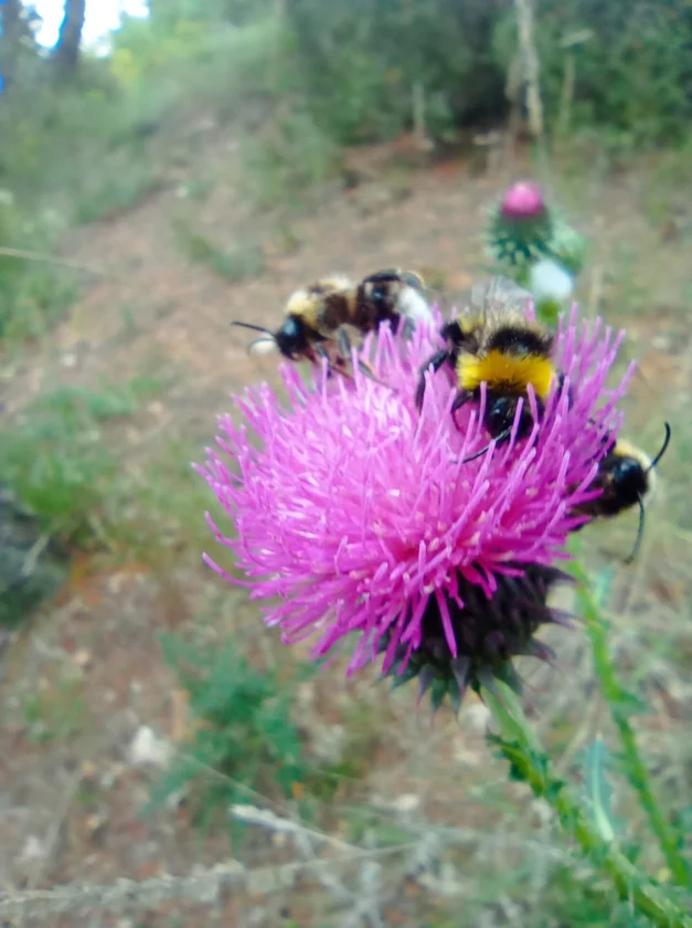 beneficios de caminar en la naturaleza
