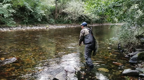 Asturias sin campanu y desaparición del salmón atlántico