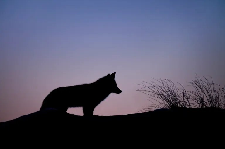 lobo ibérico y mundo rural
